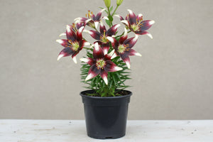 Lilium Lily Netty's Pride