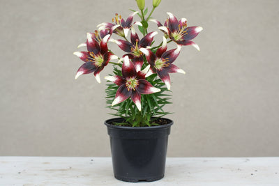 Lilium Lily Netty's Pride