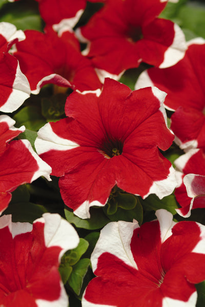 Petunia Madness Red Picotee - 4 Pack Annual