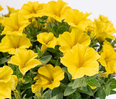 SuperCal Premium Yellow Sun Improved Petchoa - 4.33" Premium Annual