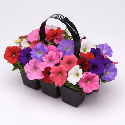 Petunia Easy Wave Mix Formula - 6 Pack Annual