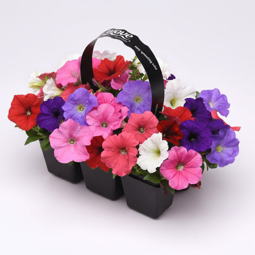 Petunia Easy Wave Mix Formula - 6 Pack Annual