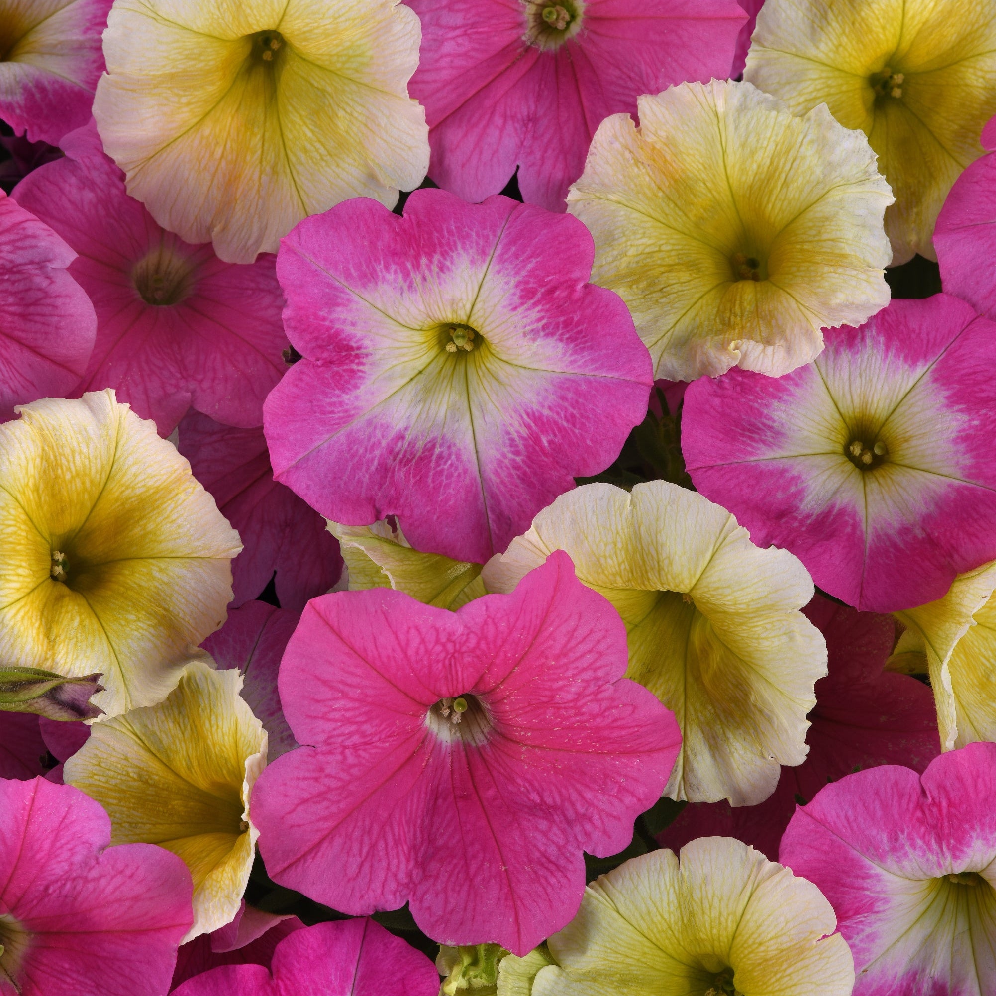 Petunia Easy Wave Sweet Taffy Mix - 6 Pack Annual