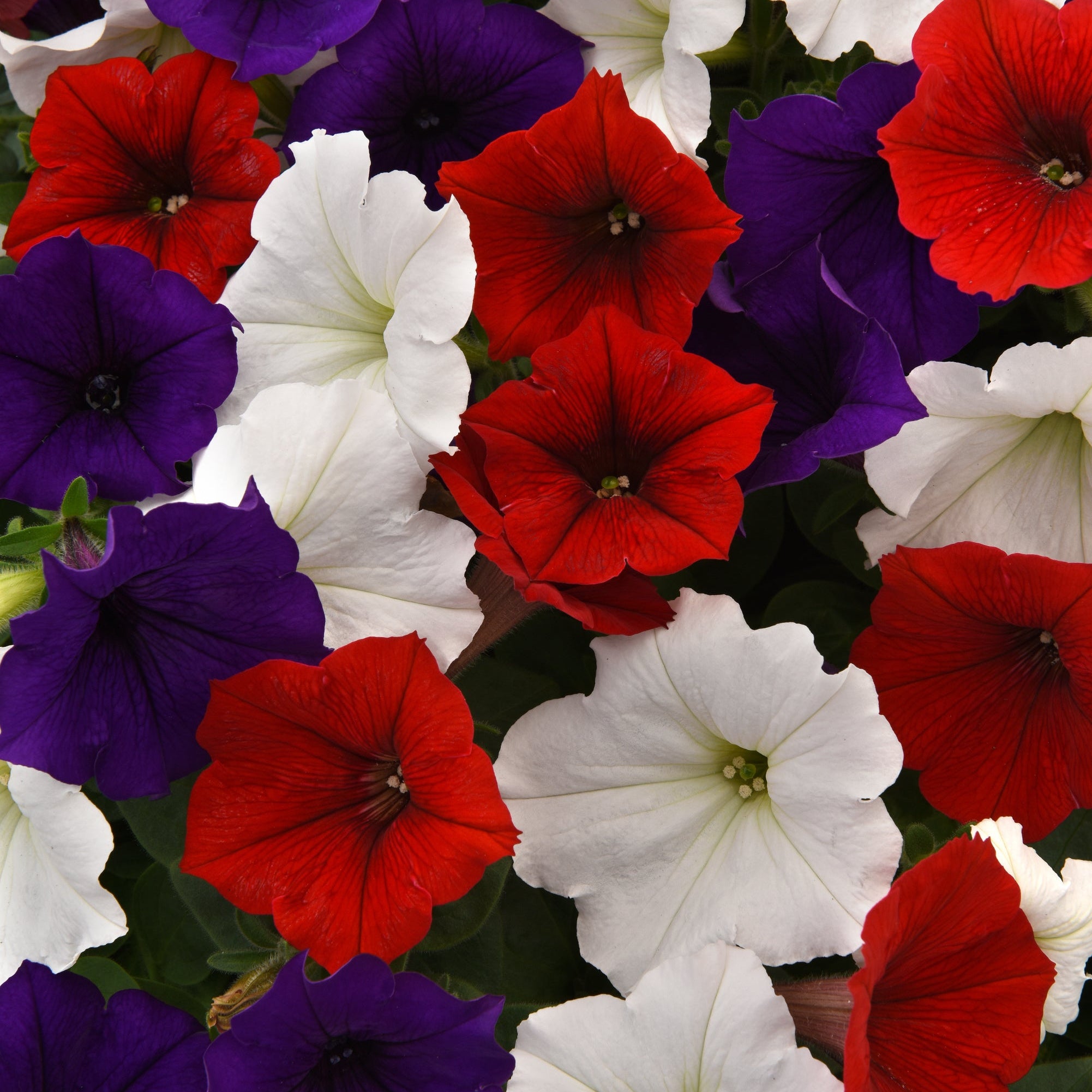 Petunia Easy Wave The Flag Mix - 6 Pack Annual