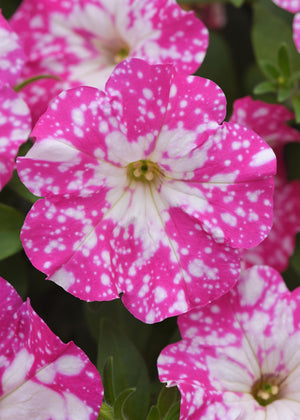 Petunia Headliner Pink Sky Light - 4.33" Premium Annual