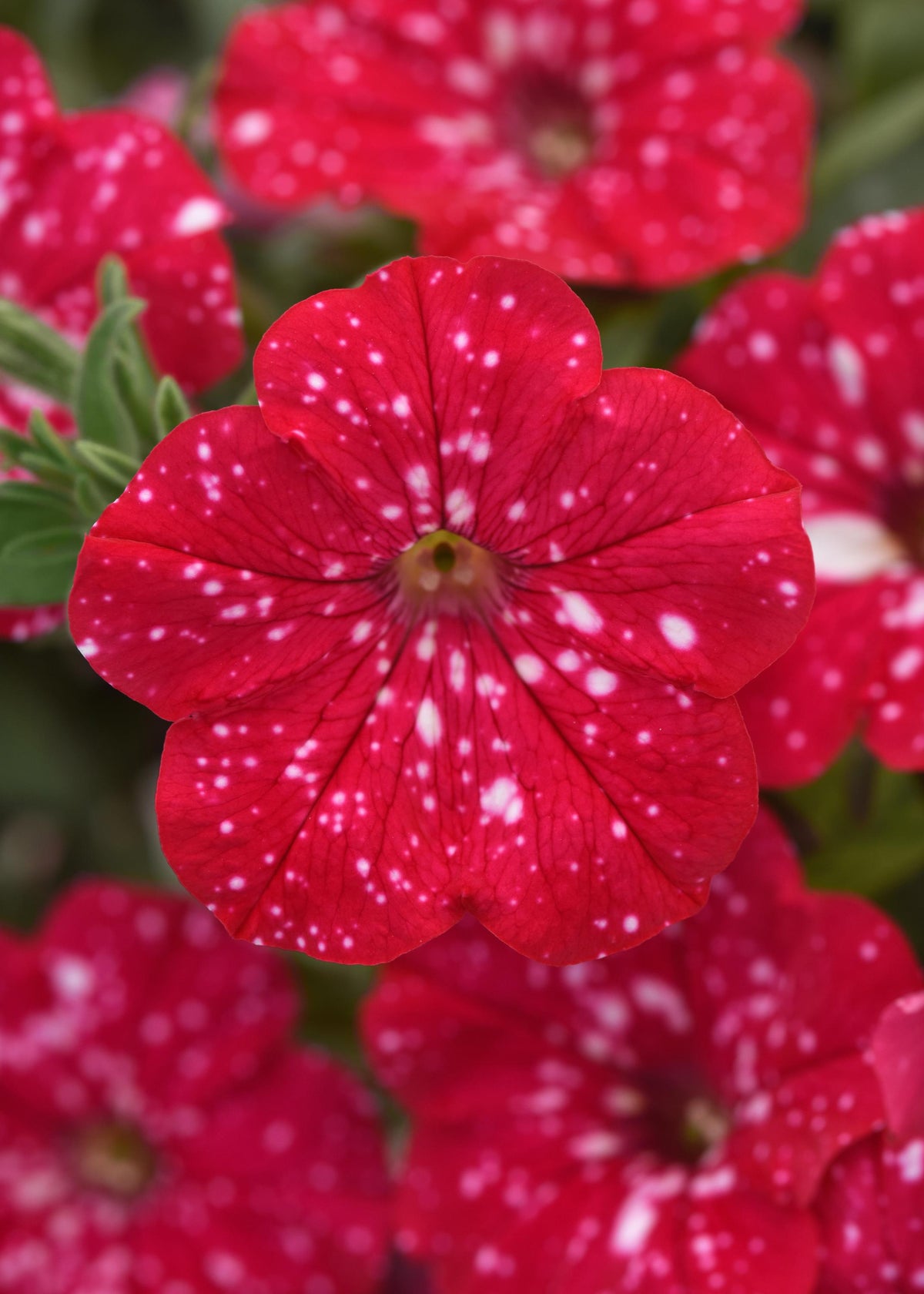 Petunia Headliner Strawberry Sky - 4.33" Premium Annual