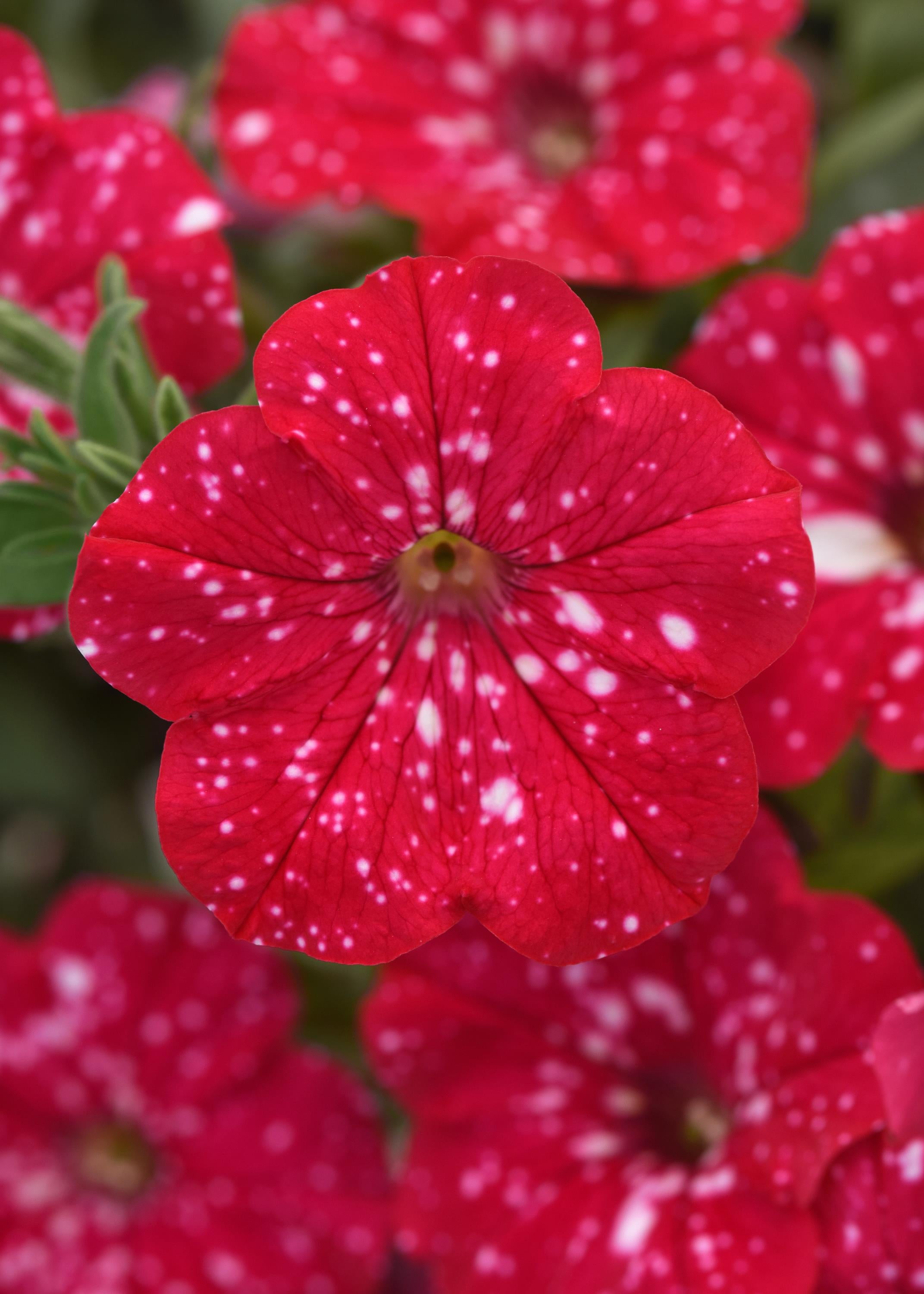 Petunia Headliner Strawberry Sky - 4.33" Premium Annual