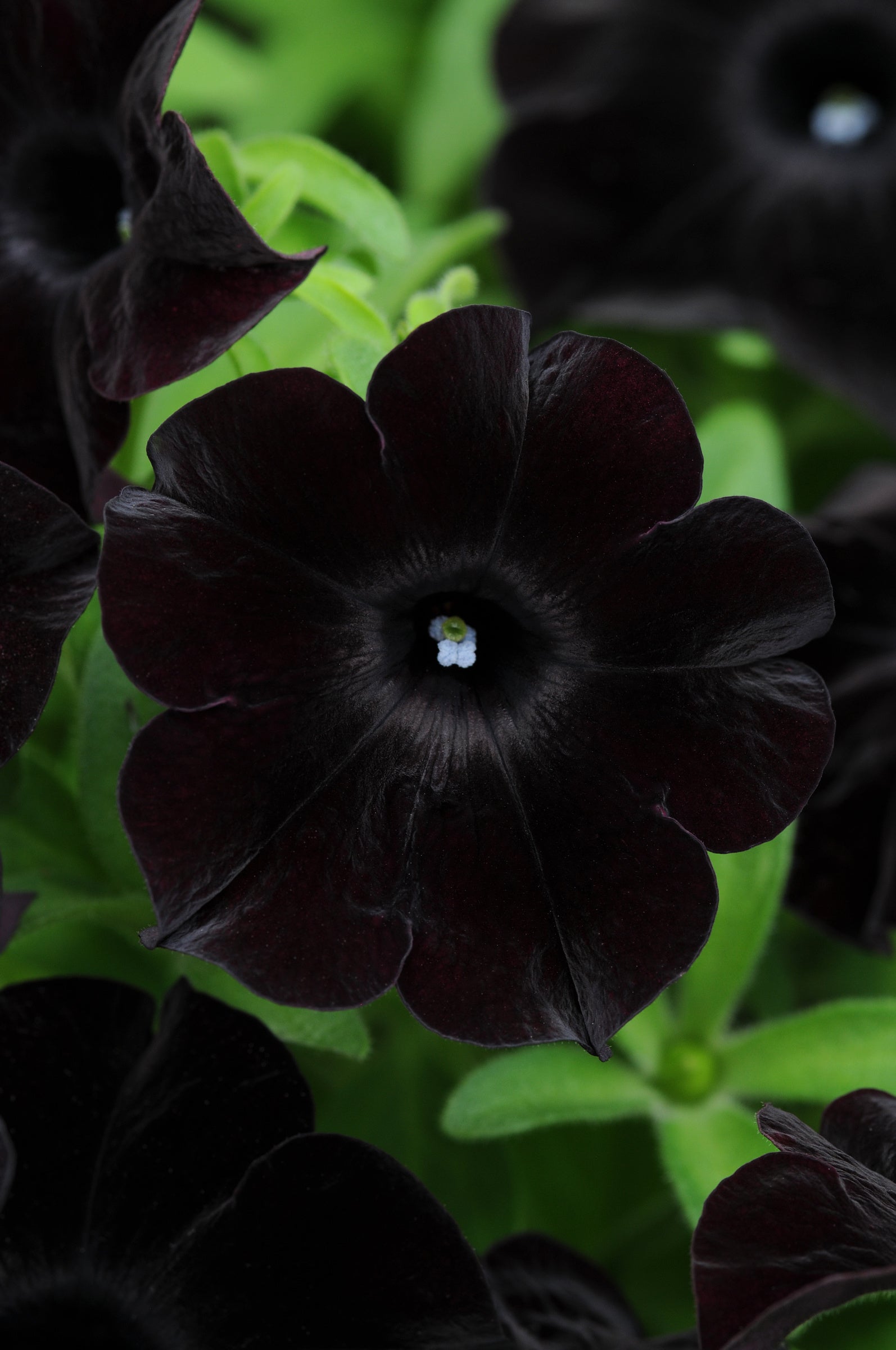 Petunia Slingshot Black Magic - 4.33" Premium Annual