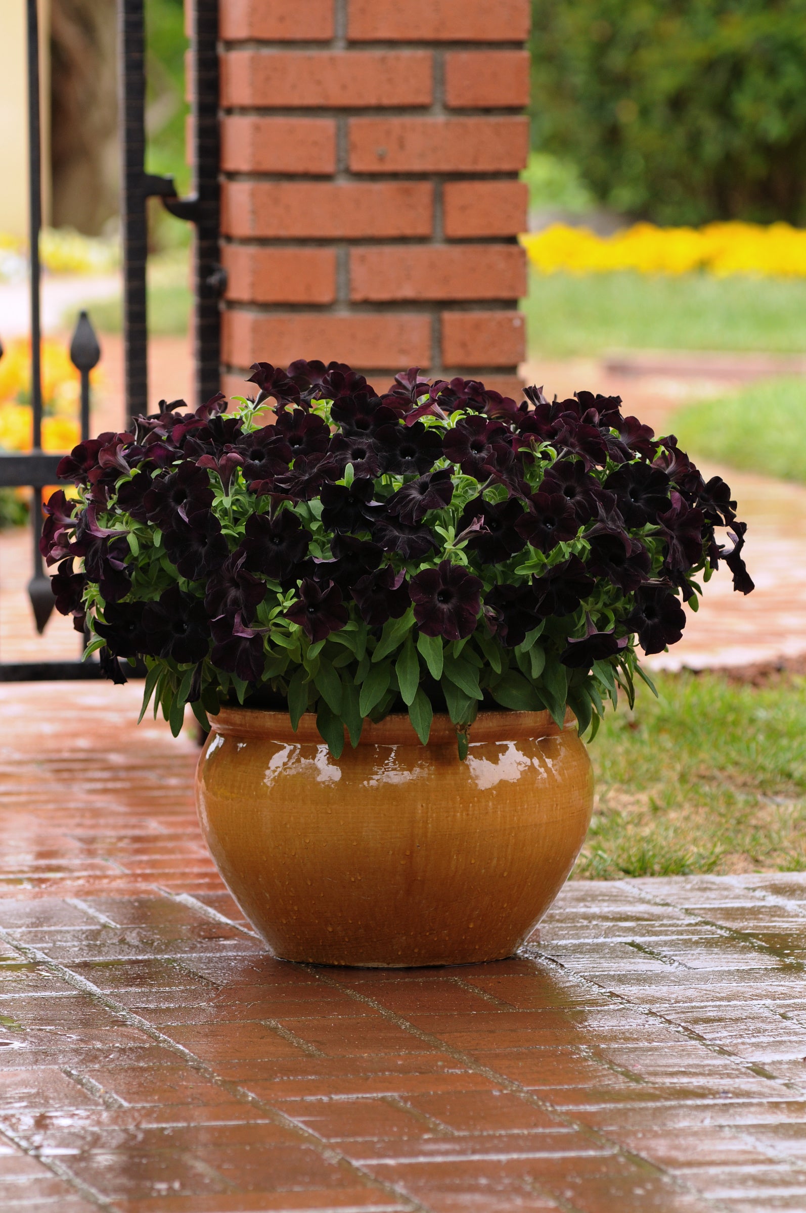 Petunia Slingshot Black Magic - 4.33" Premium Annual