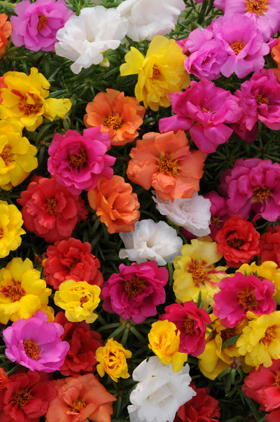 Portulaca Happy Hour Mix - 4 Pack Annual