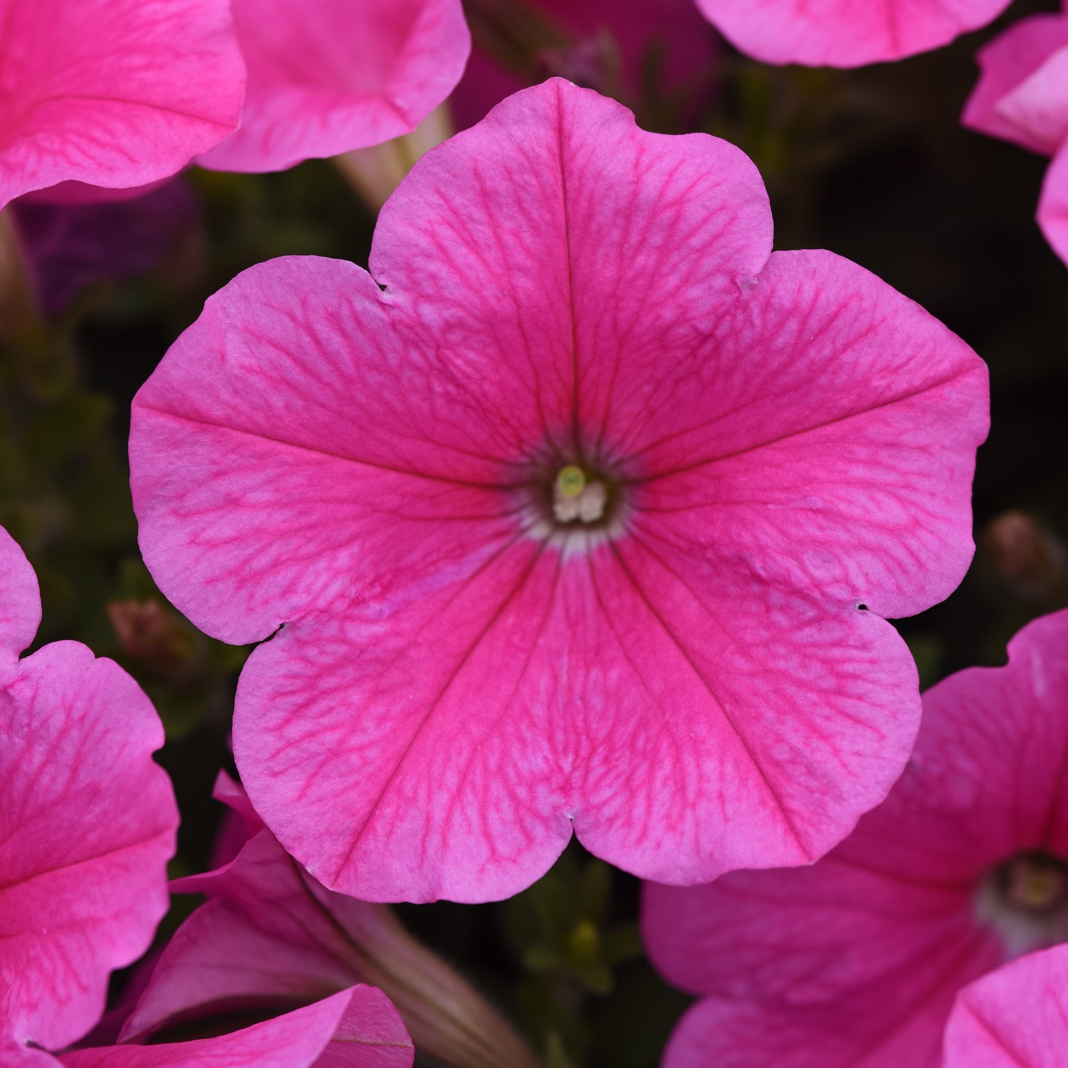 Petunia Easy Wave Pink Cosmo - 6 Pack Annual