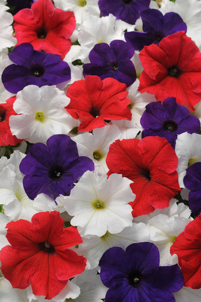 Petunia Pretty Grand Mix Flag - 4 Pack Annual
