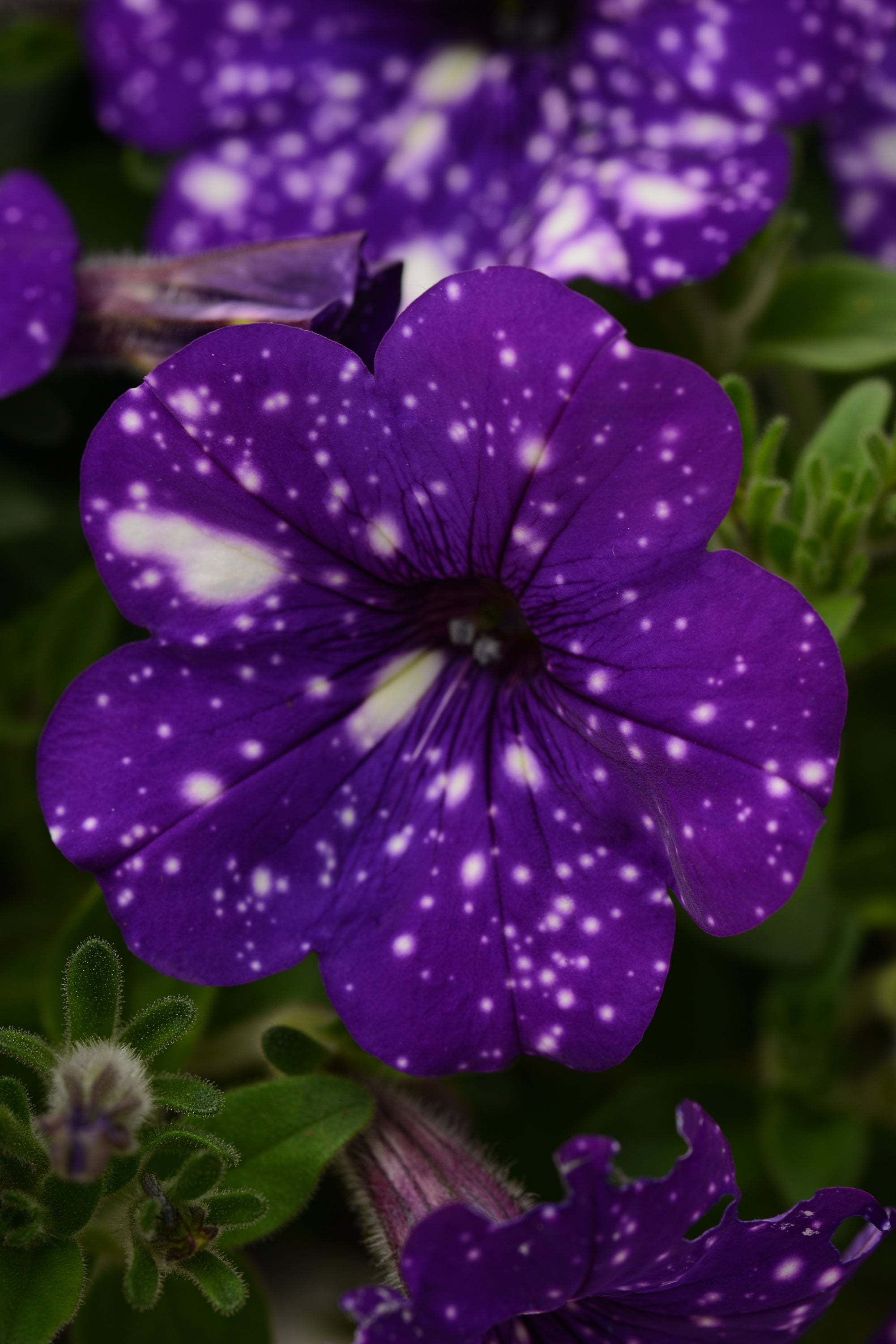 Petunia Headliner Night Sky - 4.33" Premium Annual