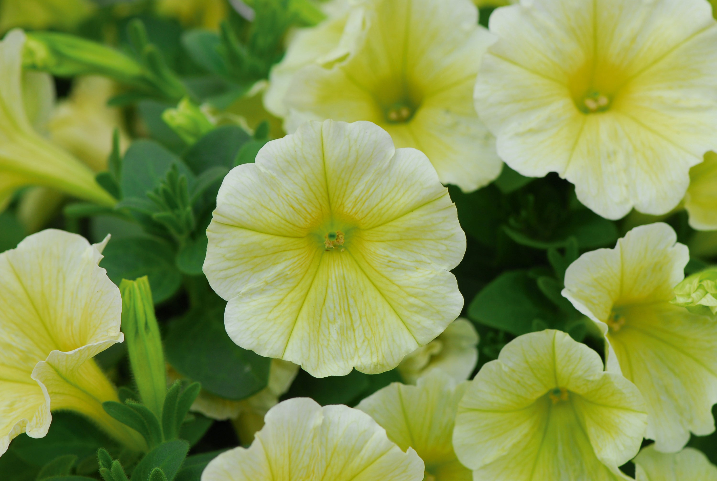 Petunia Headliner Yellow - 4.33" Premium Annual