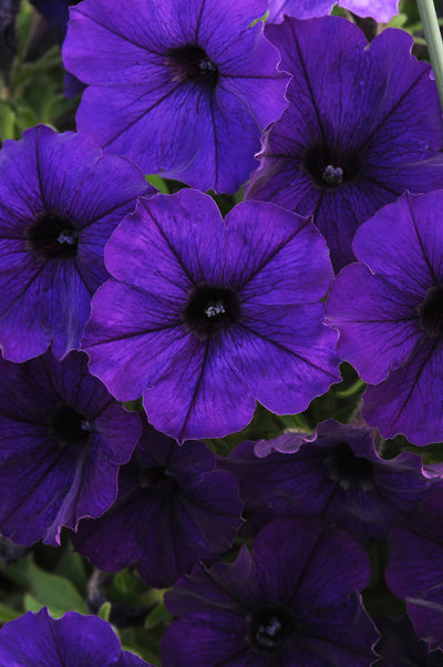 Petunia Starlet Blue - 4.33" Premium Annual