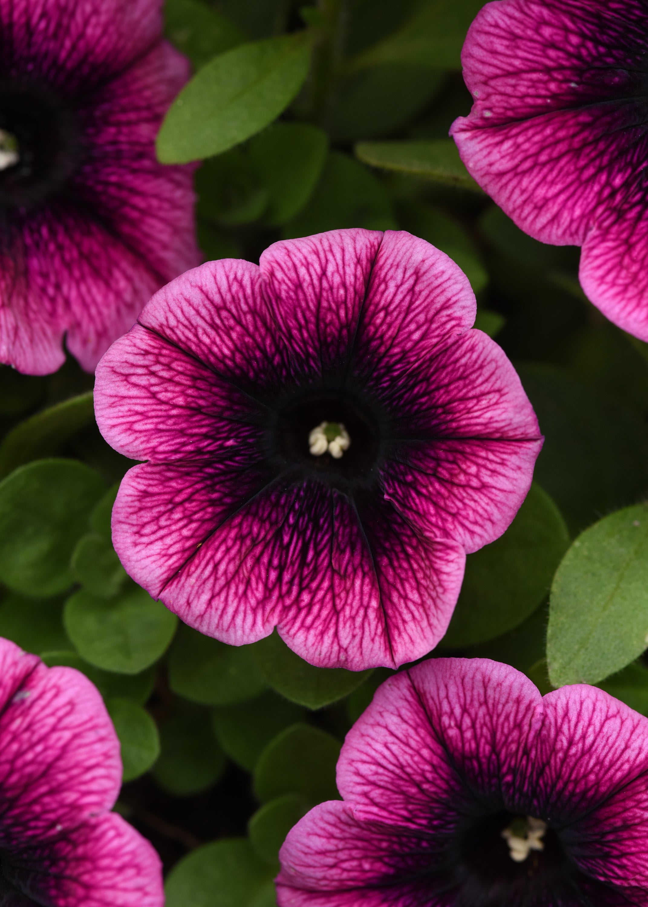 Petunia Starlet Blueberry Vein - 4.33" Premium Annual