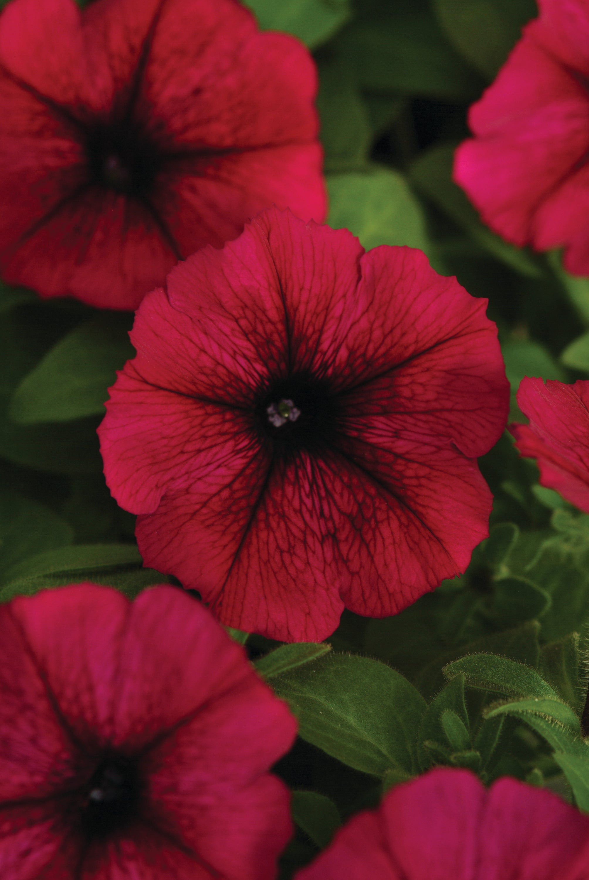 Petunia Starlet Burgundy - 4.33" Premium Annual