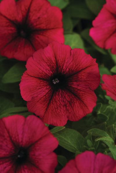 Petunia Starlet Burgundy - 4.33" Premium Annual
