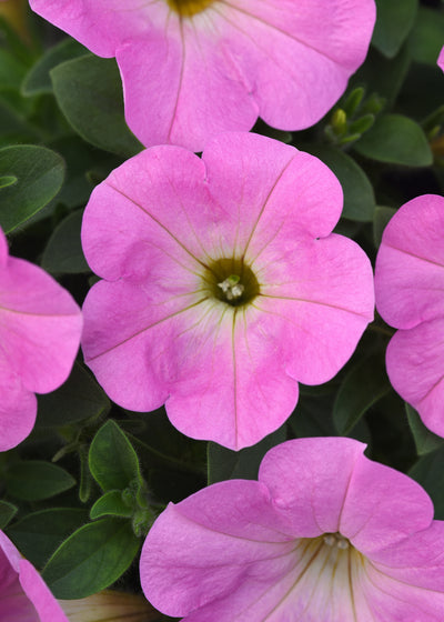Petunia Starlet Pink Light - 4.33" Premium Annual