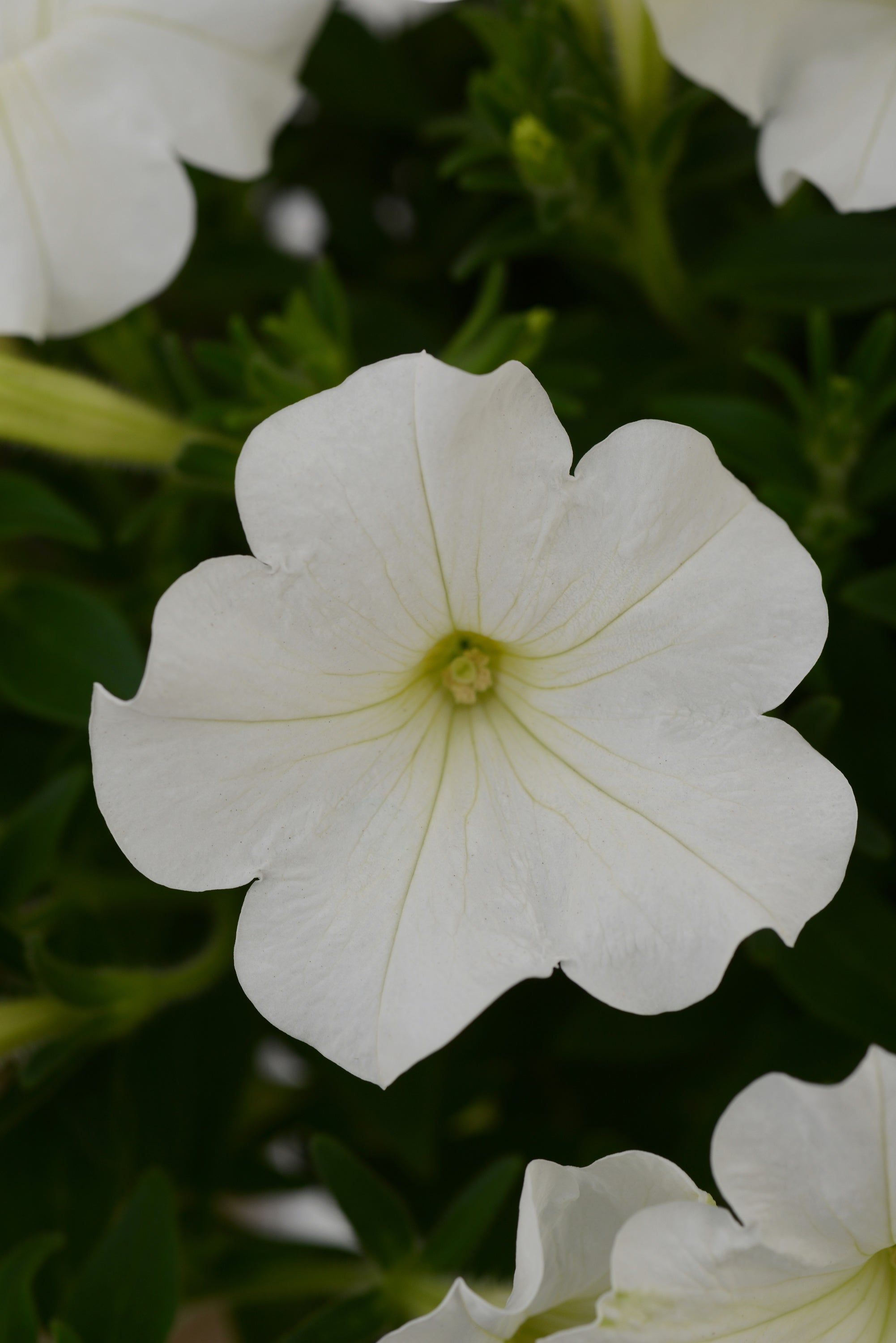 Petunia Starlet White - 4.33" Premium Annual
