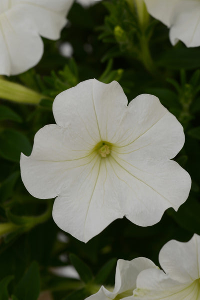 Petunia Starlet White - 4.33" Premium Annual