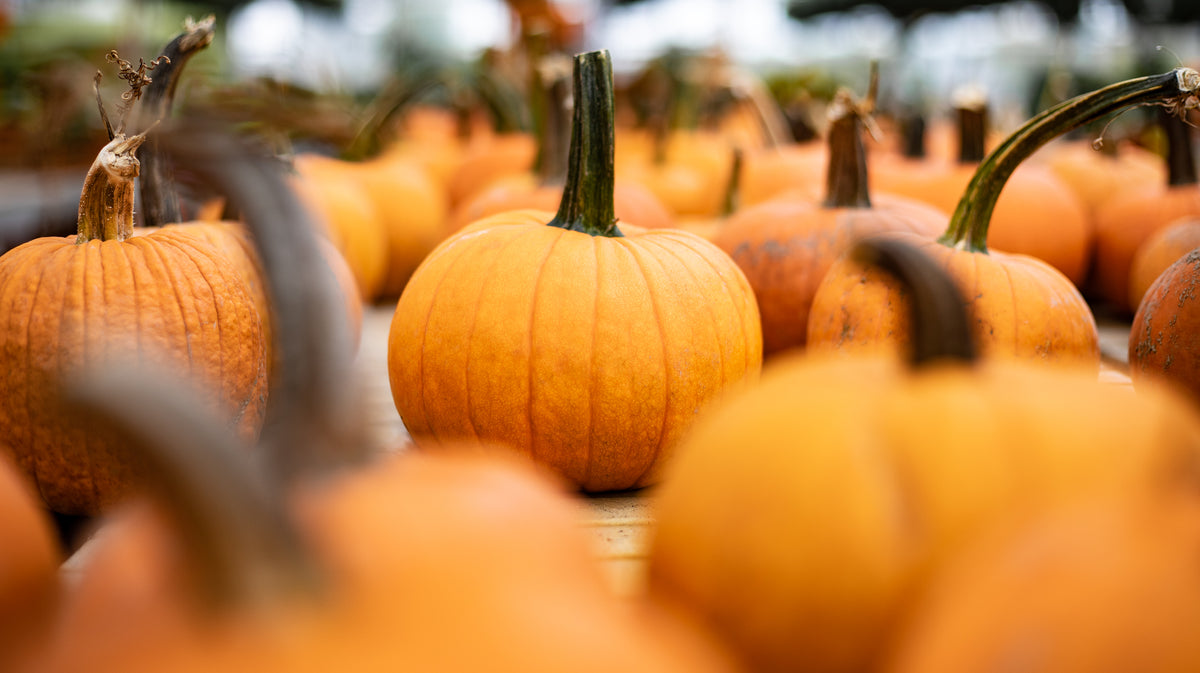 Pie Pumpkins orange