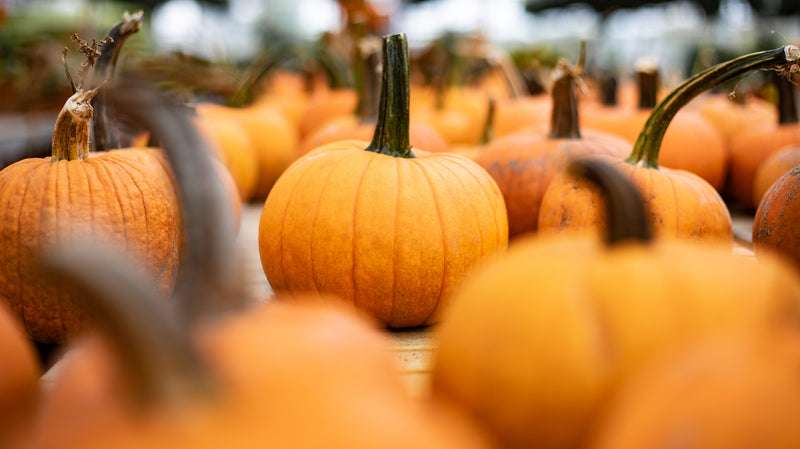 Pie Pumpkins orange
