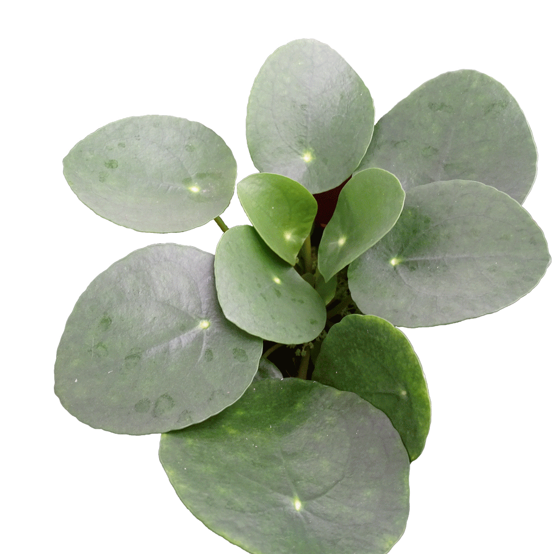 Pilea peperomioides - 2.5" Succulent
