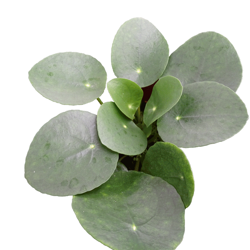 Pilea peperomioides - 2.5" Succulent