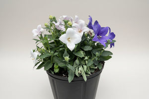 Platycodon Balloon Flower Pop Star Tri Color