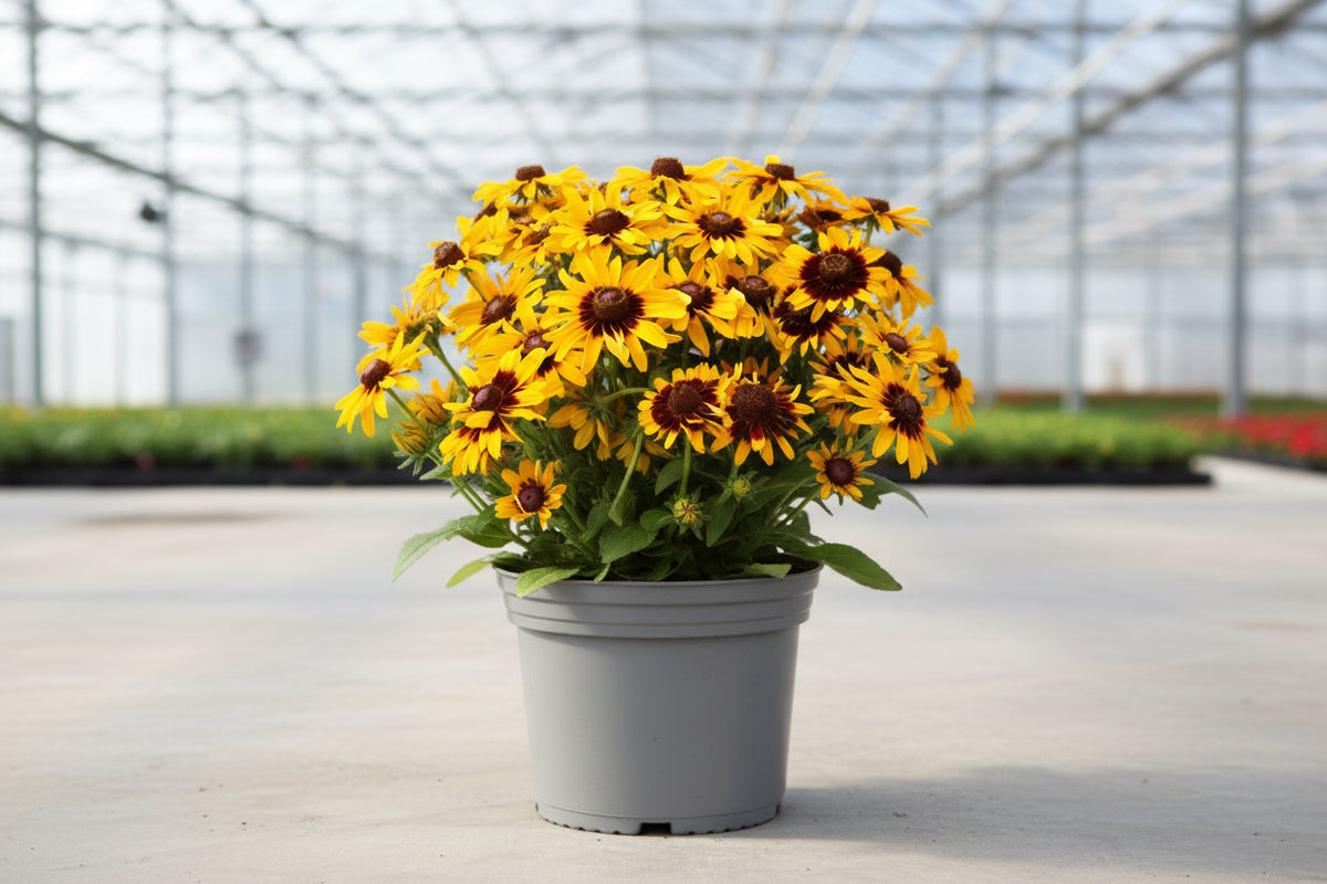 Rudbeckia Black Eyed Susan Sanora