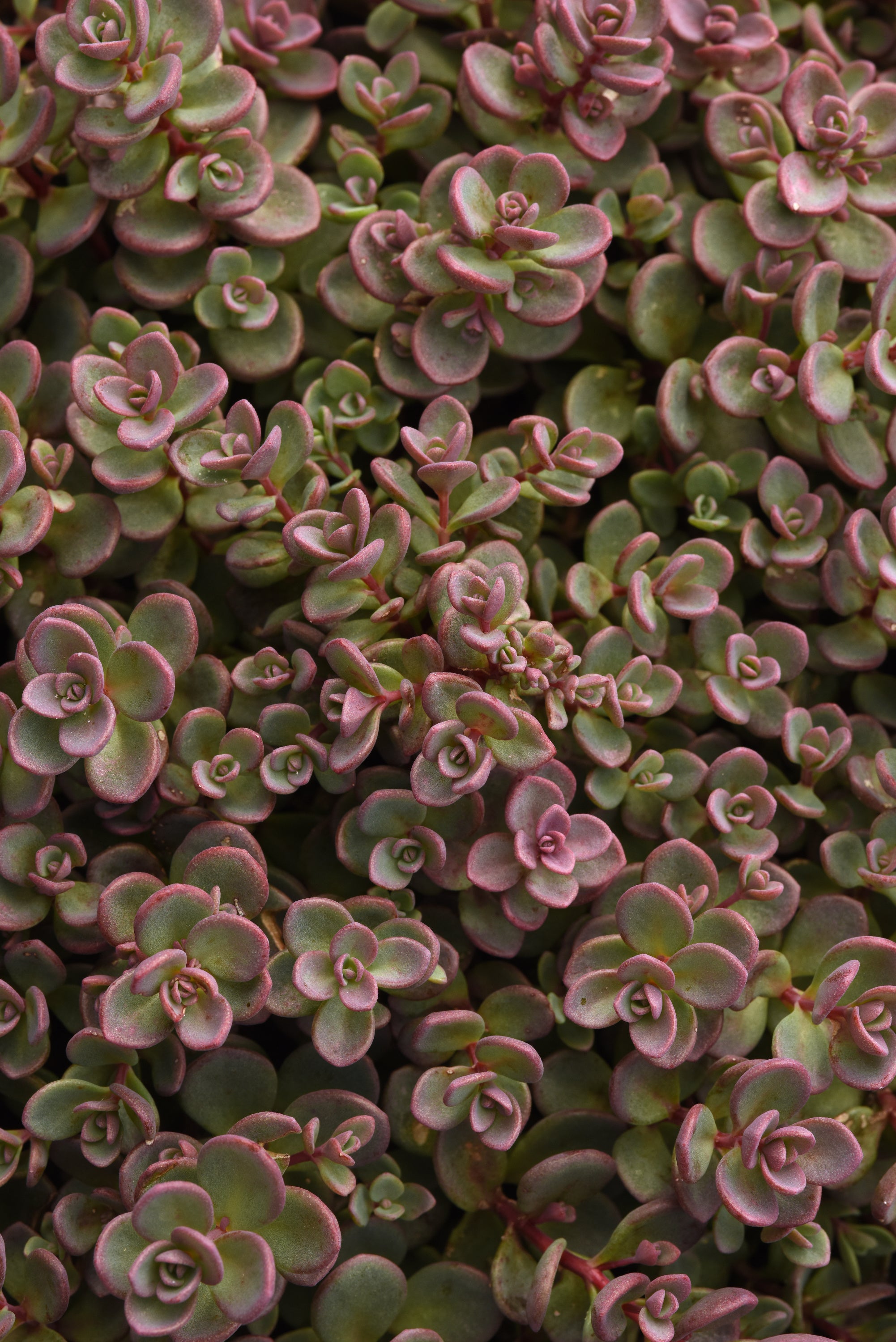 Sedum Shamrock - 4.33" Premium Annual