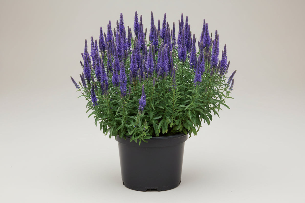 Veronica Speedwell Vernique Blue Improved