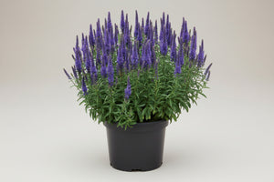 Veronica Speedwell Vernique Blue Improved