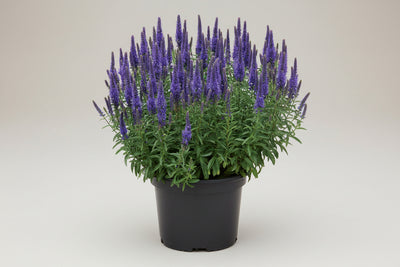 Veronica Speedwell Vernique Blue Improved