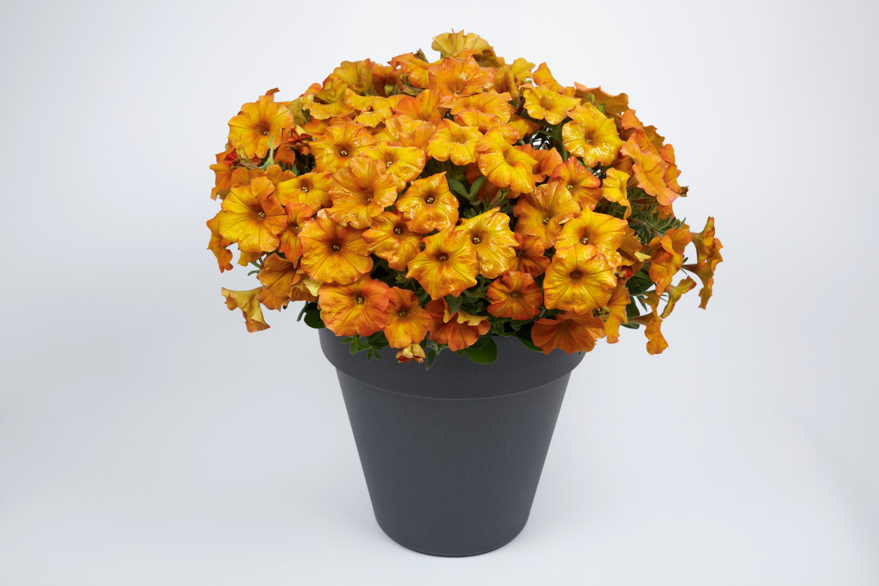 SuperCal Premium Sunset Orange Petchoa - 4.33" Premium Annual