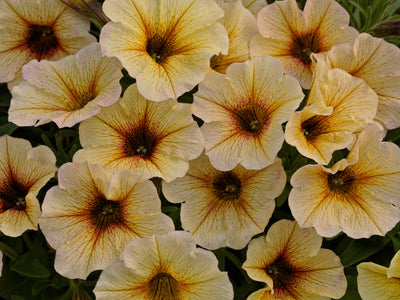 SuperCal Premium French Vanilla Petchoa - 4.33" Premium Annual