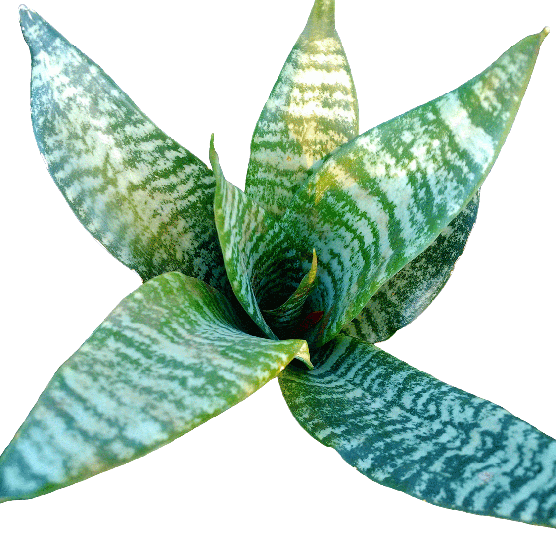 Sansevieria Superba Robusta - 2.5" Succulent