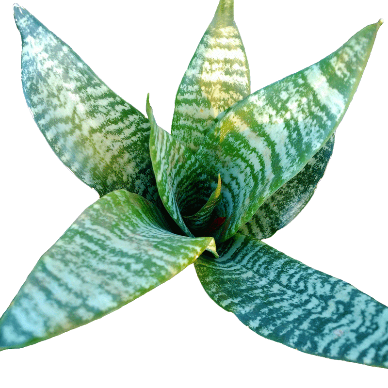 Sansevieria Superba Robusta - 2.5" Succulent