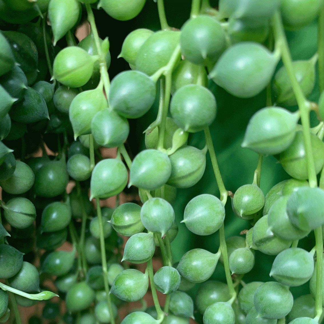Senecio String of Teardrops - 8" Hanging Basket