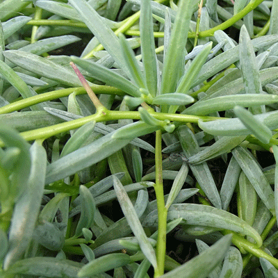 Senecio radicans String of Bananas - 4" Succulents