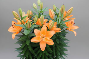 Lilium Lily Lily Looks Tiny Double Dutch