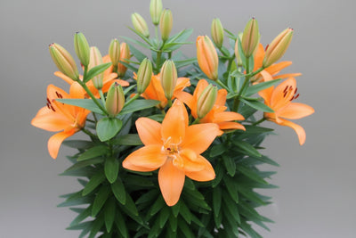 Lilium Lily Lily Looks Tiny Double Dutch