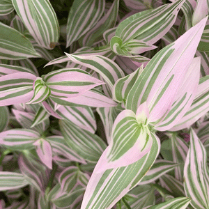 Tradescantia zebrina Lollipop - 4" Houseplants