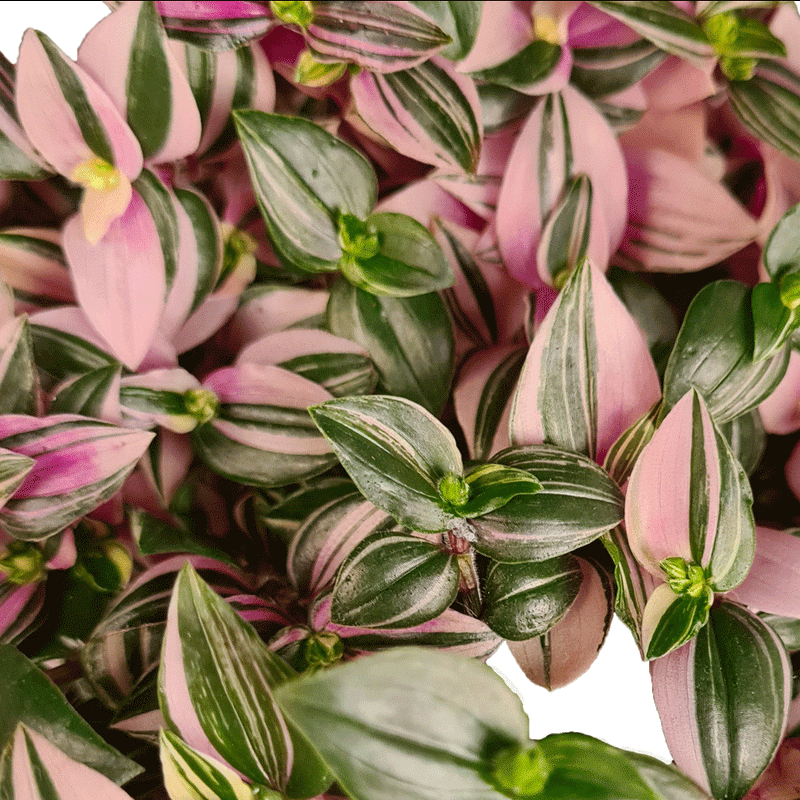 Tradescantia mundula Tricolor - 2.5" Succulent