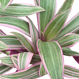 Tradescantia Spath Tcol - 4" Houseplants