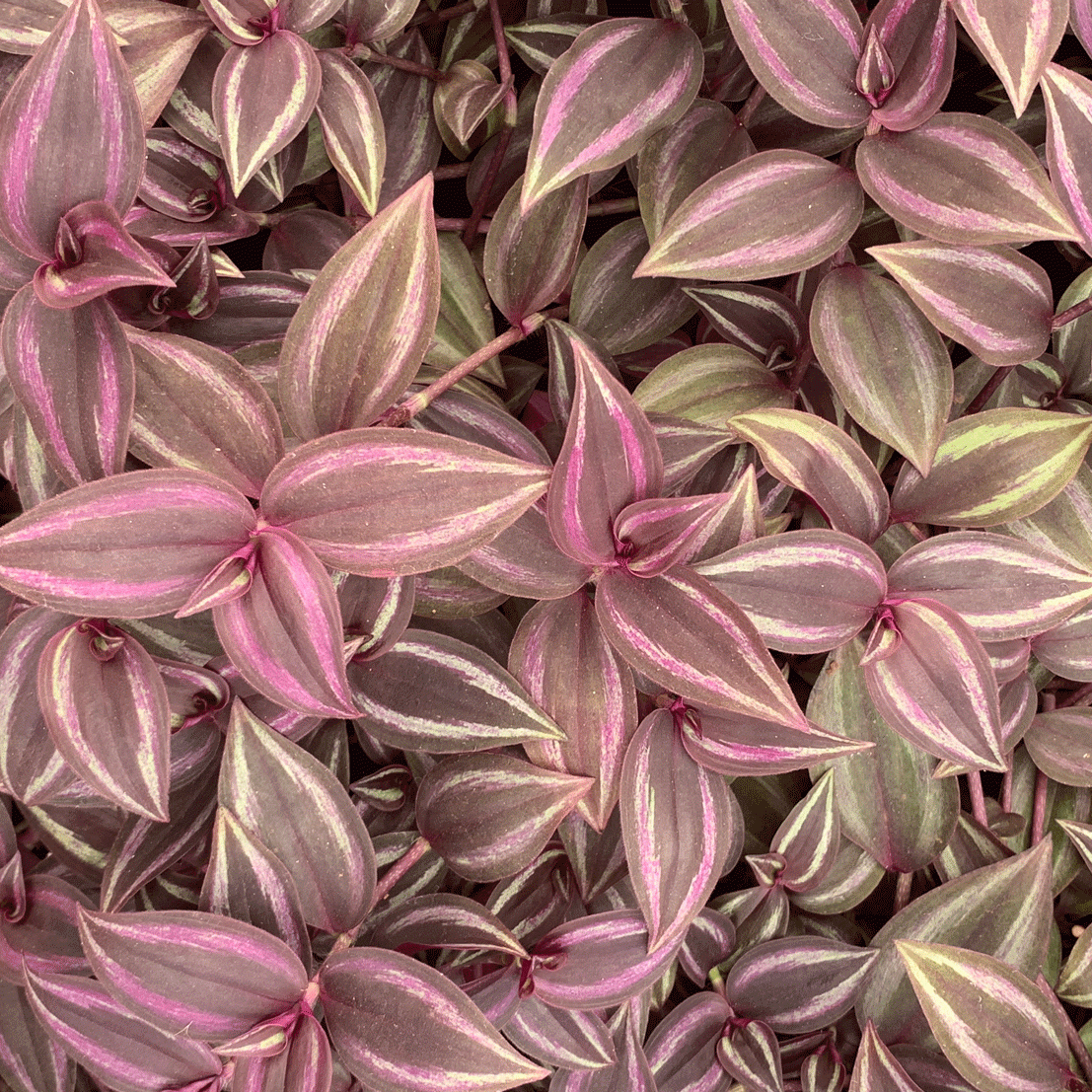 Tradescantia zeb Purp Passion - 2.5" Succulent
