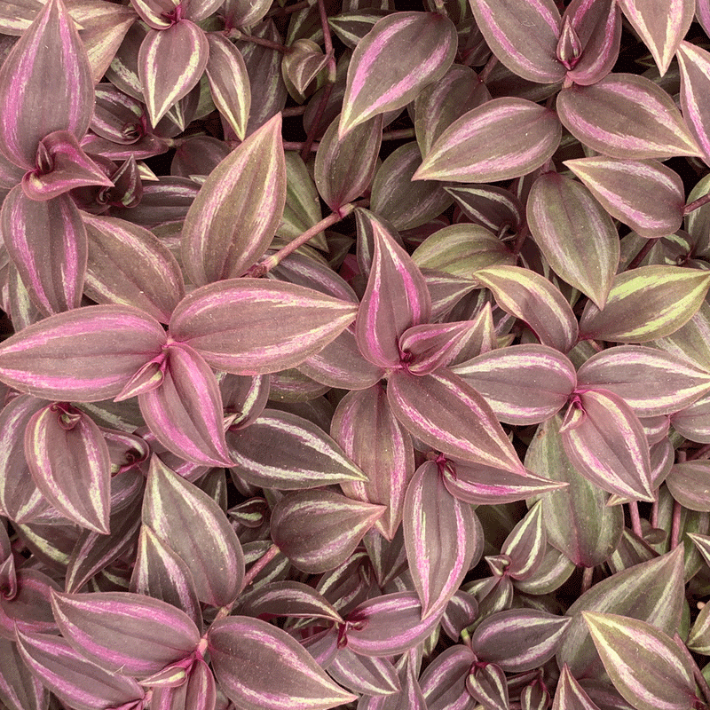 Tradescantia zeb Purp Passion - 2.5" Succulent
