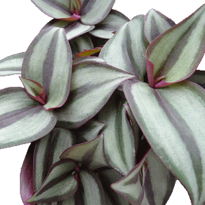 Tradescantia zebrina - 4" Houseplants