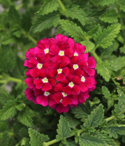 Verbena Firehouse Burgundy - 4.33" Premium Annual